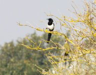 magpie and woodpecker.jpg