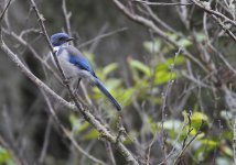 western scrub jay.JPG