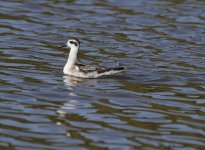 red phalarope.JPG