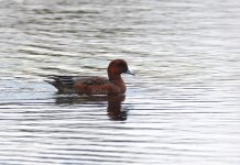 Widgeon 2.jpg