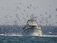 2014.10.01 Balearic Shearwater (in the bow of the ship).JPG