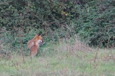 2014_10_02 (1)_Red_Fox (800x533).jpg