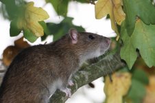 2014_10_02 (2)_Brown_Rat (800x533).jpg