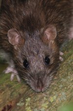 2014_10_02 (3)_Brown_Rat (533x800).jpg