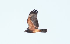 Oriental Honey Buzzard.jpg