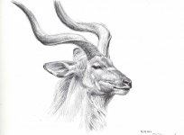 Greater-kudu-male.jpg