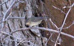 Radde's Warbler.jpg