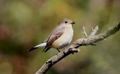 Red-throated Flycatcher.jpg