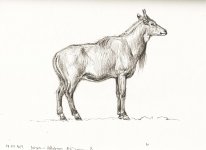 Nilgai-antilope.jpg