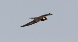 Amur Falcon 2.jpg