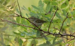 Arctic Warbler.jpg