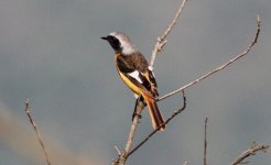 Daurian Redstart.jpg