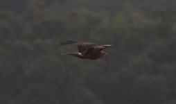 Pied Harrier.jpg