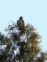 2014.09.13 Booted Eagle.jpg