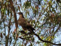 2014.09.13 Honey Buzzard.JPG