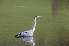 heron.JPG