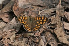 z Speckled Wood Parage aegeria 1 Quinta do Lago Algarve 181013lq.jpg