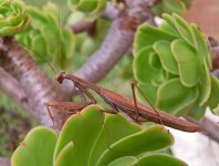 Z European Mantisb rown form Mantis religiosa  1 Cape St Vincent  Portugal 131013lq.jpg