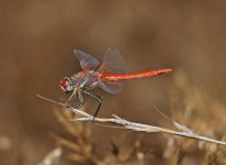 z Dragonfly Red-veined Darter (Sympetrum fonscolombii)  male 1 Cabranosa Sagres  171013lq.jpg