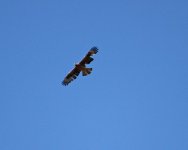 Eagle Bonelli's Eagle (Aquila fasciata) 1 Cabranosa Algarve Portugal  07101307102013_LQ.jpg