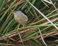 z Bittern Little Bittern (Ixobrychus minutus)  quinta do Lago Algarve 181013lq.jpg