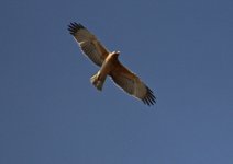 A Eagle Bonelli's Eagle (Aquila fasciata) A Cabranosa Algarve Portugal  09101315102013_LQ.jpg