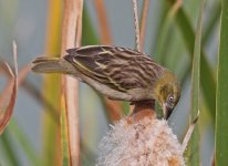 z Black-headed Weaver (Ploceus melanocephalus) fem 2 Quinta do Lago Algarve 181013LQ.jpg