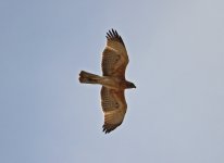 Eagle Bonelli's Eagle (Aquila fasciata) a Cabranosa Algarve Portugal  15101315102013_LQ.jpg