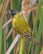 Z Black-headed Weaver (Ploceus melanocephalus)  fem ALQ  Quinta do Lago Algarve 181013lq.jpg