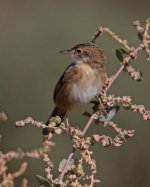 Warbler z Zitting Cisticola Cisticola juncidis Quinta do Lago Algarve 181013lq.jpg