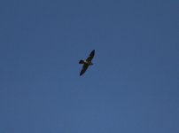 A Peregrine Falcon (Falco peregrinus) Cabranosa Algarve  191013.jpg