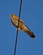 Kestrel Common Kestrel (Falco tinnunculus) V.D.Bispo Algarve  131013.jpg