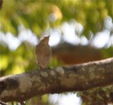 DSC_0646 MYSTERY BIRD Photo 3.jpg