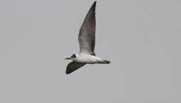 White-winged tern.jpg