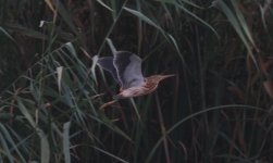 Yellow Bittern.jpg