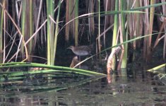 Baillon's Crake.jpg