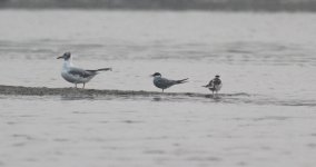 Common Tern.jpg