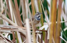 Bluethroat.jpg