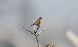 Chinese Penduline Tit.jpg