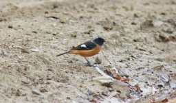 Daurian Redstart.jpg