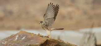 Eurasian Kestrel.jpg