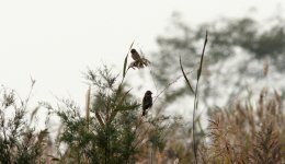 Japanese Reed and Chestnut-eared Bunting.jpg