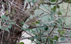 Korean Bush Warbler (canturians).jpg