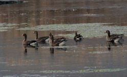 Lesser White-fronted Goose.jpg