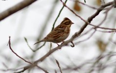 Rustic Bunting.jpg