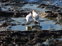 2014.10.04 Sanderlings.JPG