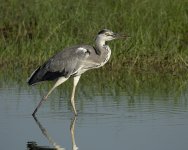 grey heron MP rx100M3 stx95_1610479.jpg