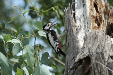 White-winged Woodpecker kz 1.jpg