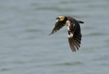 bc starling flight MP D810 500mm_DSC1628.jpg