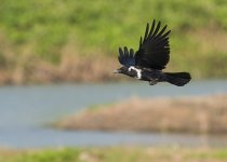 collared crow flight MP D810 500mm_DSC1653.jpg